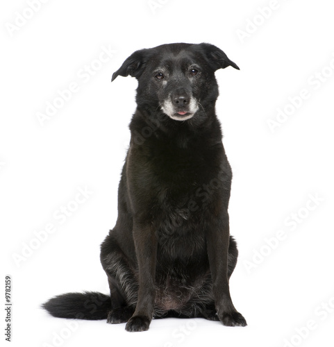 Mixed-Breed in front of a white background