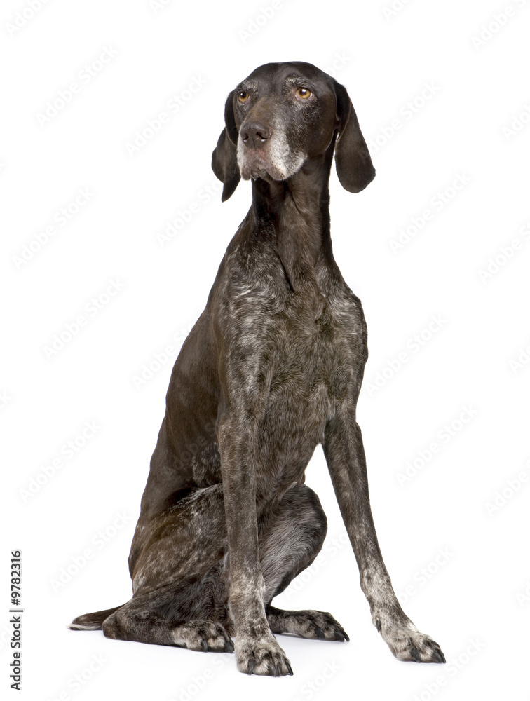 German Shorthaired Pointer (11 years)