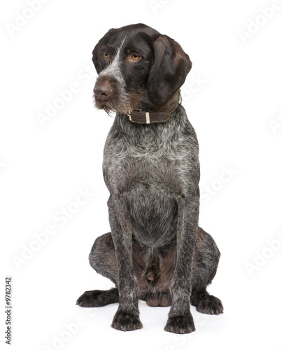 German Shorthaired Pointer (4 years)
