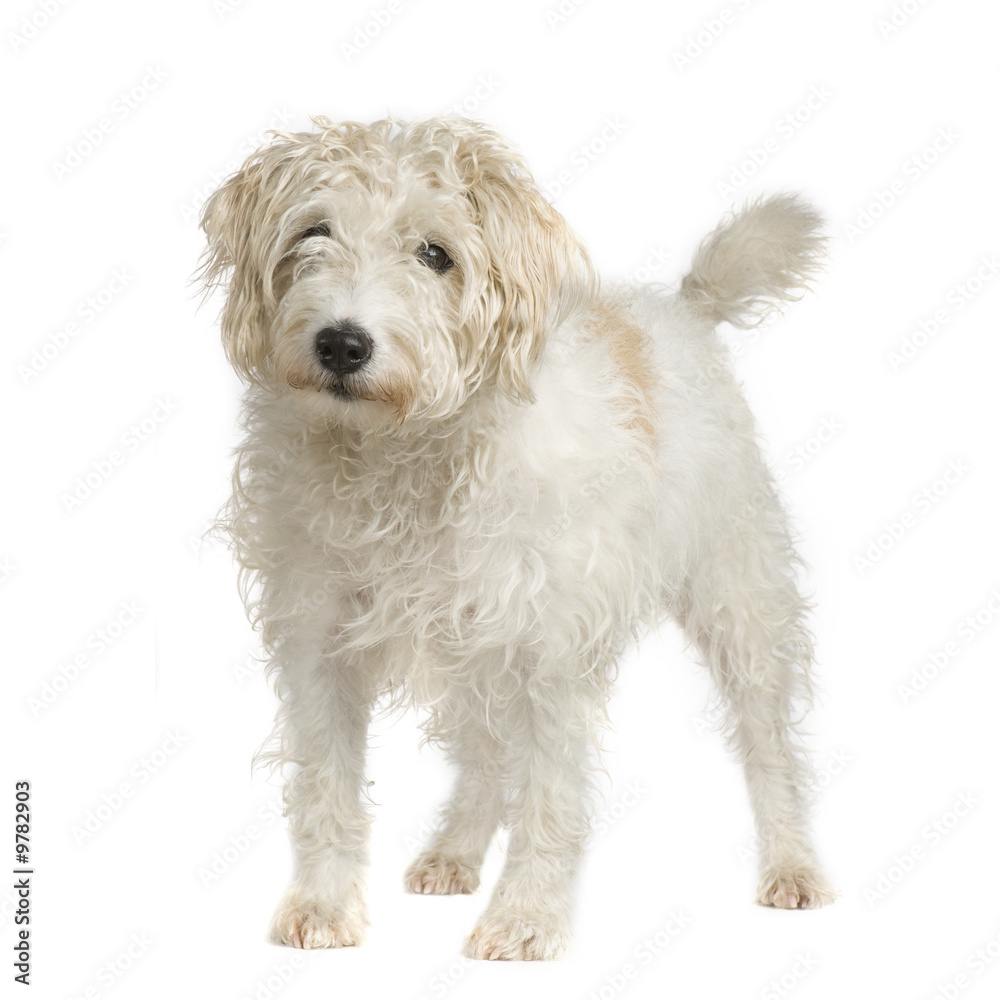 Parson Russell Terrier in front of a white background