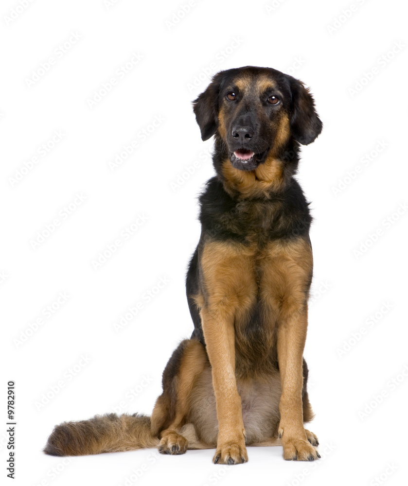 Hovawart dog (6 years) in front of a white background