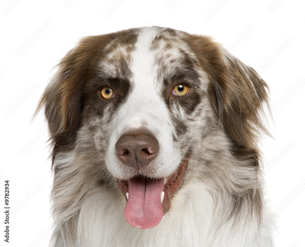 Australian shepherd (11 months) in front of a white background