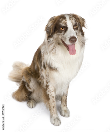 Australian shepherd (11 months) in front of a white background