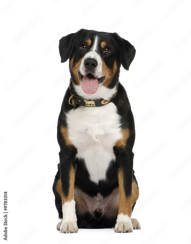 Entlebucher Mountain Dog () in front of a white background