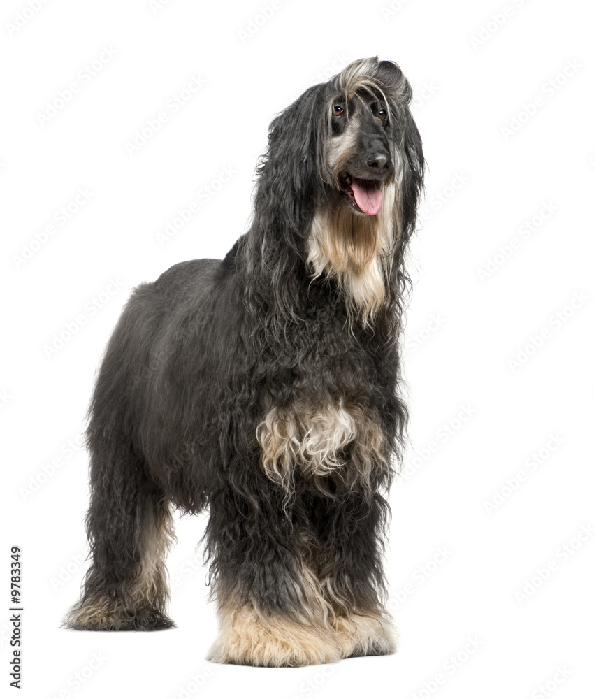 Afghan Hound (7 years) in front of a white background