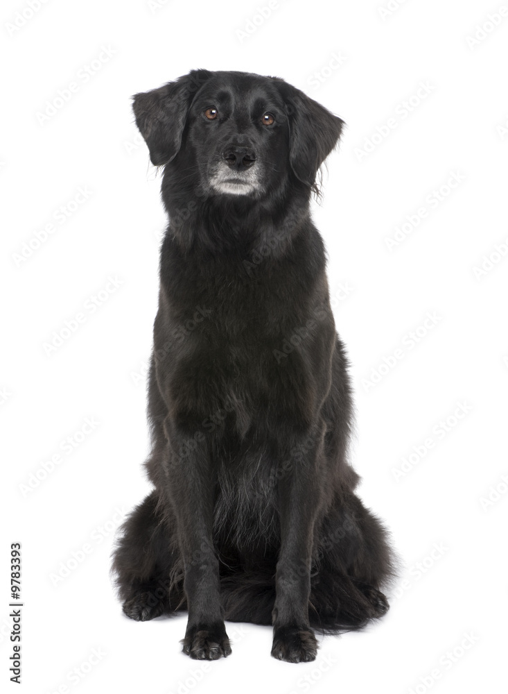 Mixed Dog (6 years) in front of a white background