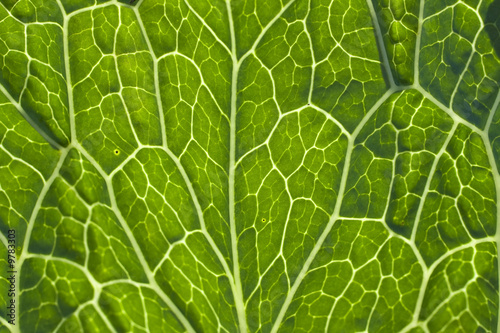 green leaf vein macro close up.