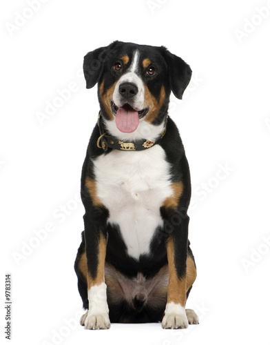 Entlebucher Mountain Dog () in front of a white background
