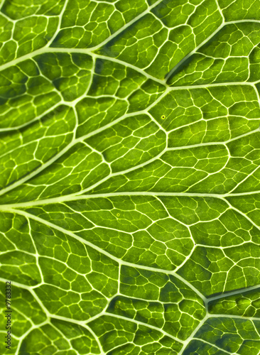 green leaf vein macro close up.
