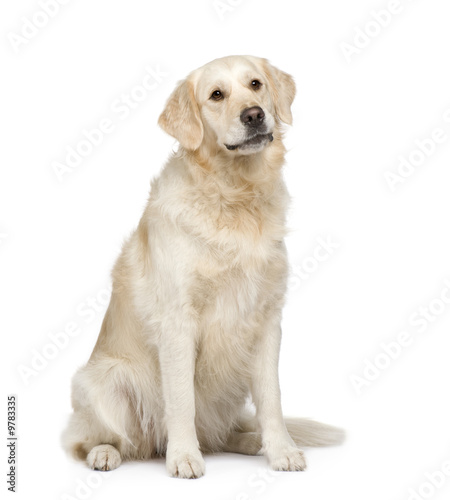 Golden Retriever  2 years  in front of a white background