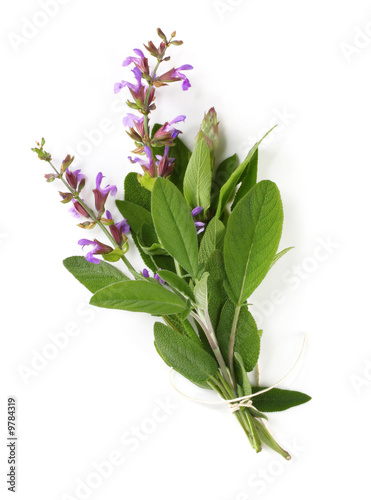 Bunch of flowering sage, tied with kitchen string. photo