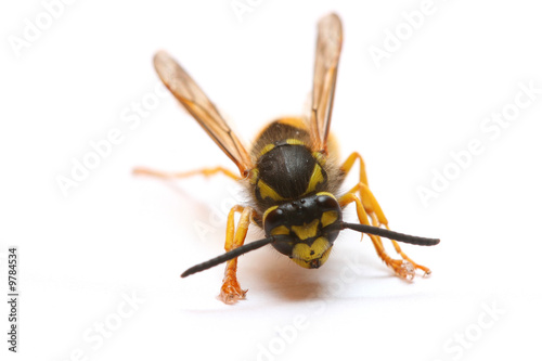 close-up of a wasp isolated on white © bota horatiu