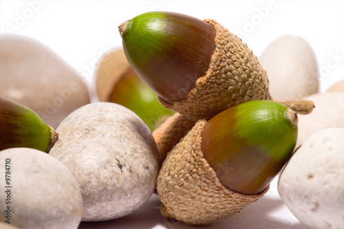 green acorns