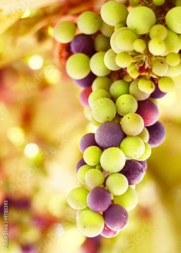 Beautiful grape background
