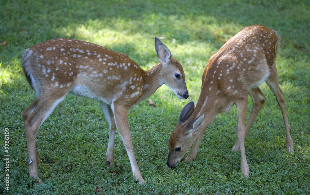 a pair of whitetail fawns with early morning food a pair of whitetail fawns with early morning food