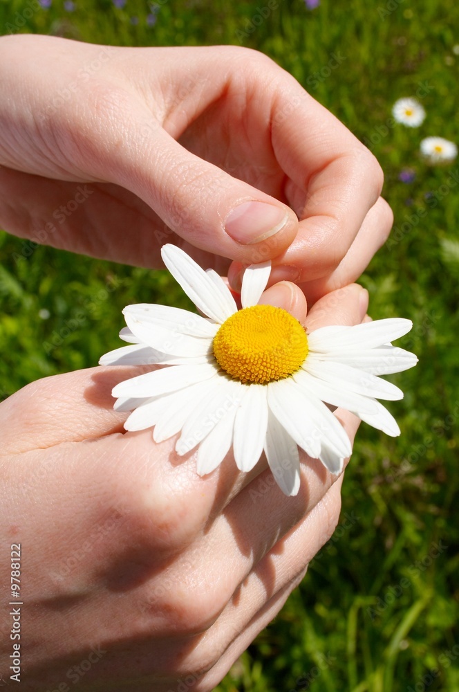 Camomile in hand Camomile in hand