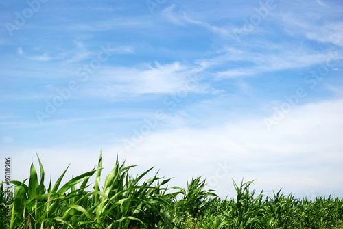 corn on sky