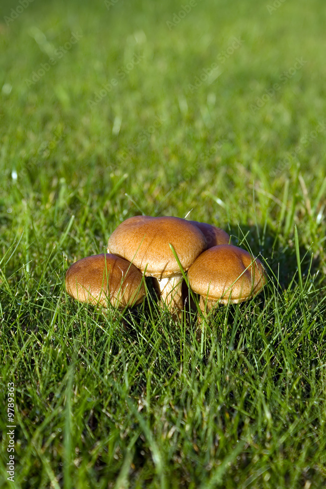 There are mushroomes in green background, park There are mushroomes in green background, park