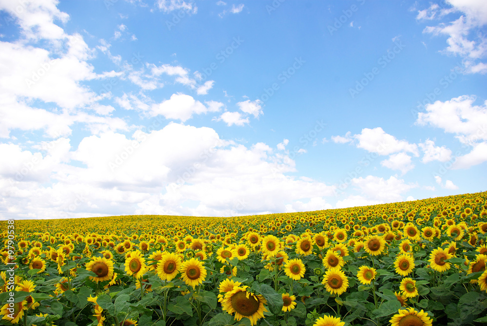 Fototapeta premium sunflower field