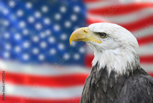 Bald eagle national flag of the united states