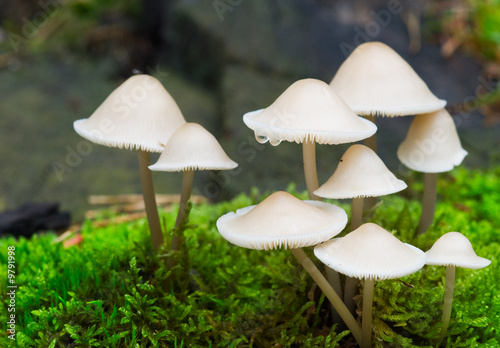 autumn toadstools in the forest