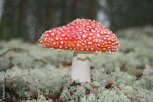 Mushroom