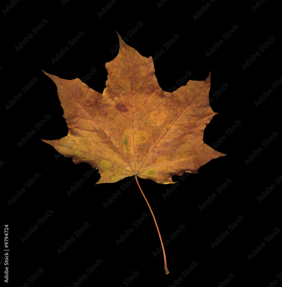 Colorful maple leaves isolated on black Colorful maple leaves isolated on black