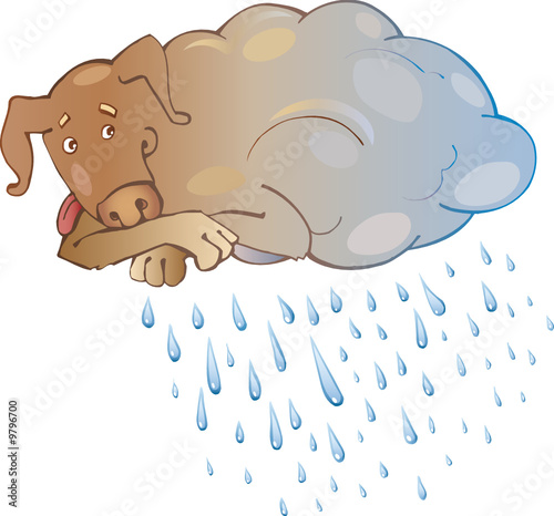 dog and bad weather