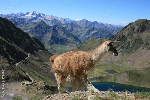 Un lama près de lac d'Oncet (Hautes-Pyrénées) © bobroy20