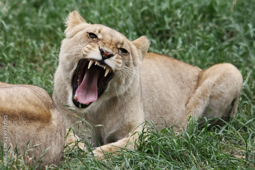 Angry lioness with open mouth baring her fangs Angry lioness with open mouth baring her fangs