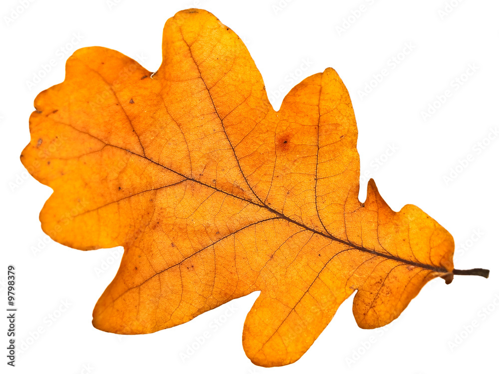 yellow autumn oak leaf over the white background