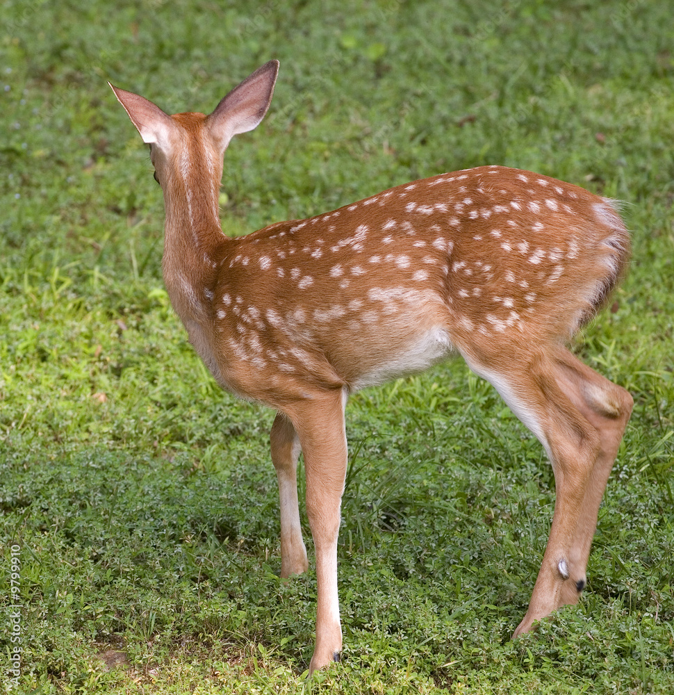 whitetail deer fawn that has heard something whitetail deer fawn that has heard something