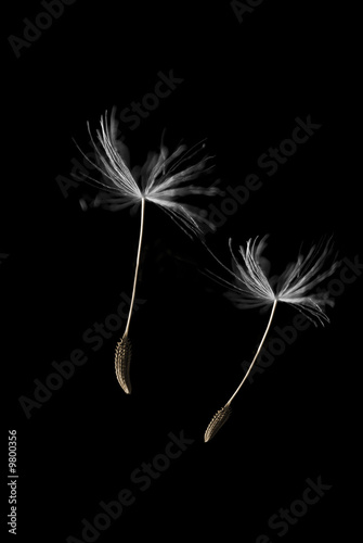 Two dandelion seeds floating away together