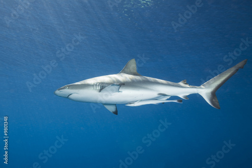 A grey reef  or whaler shark with remora  swimming underwater