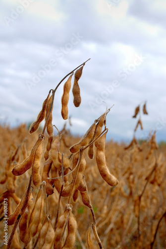 soybean pod in a field ready to be picked