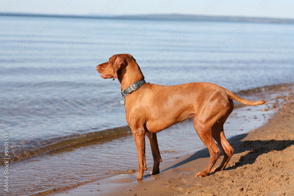brown vizsla dog on beach beautiful