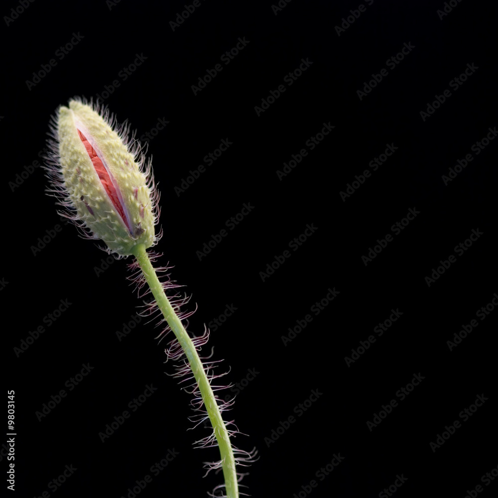 Knospe Mohnblüte Knospe Mohnblüte