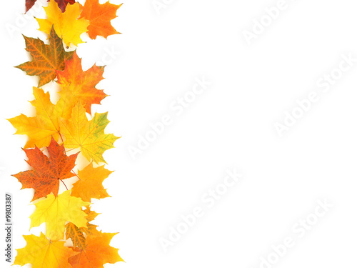 Leaves of yellow orange and red color on a light background.