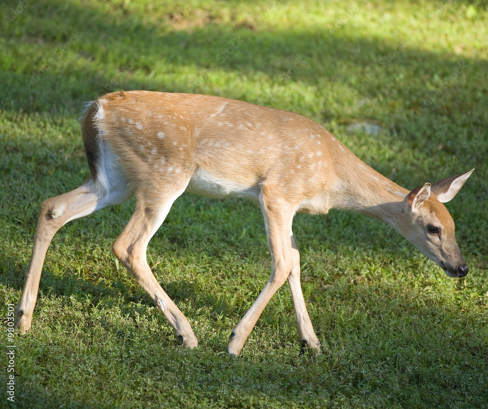 whitetail deer fawn that looks like it's sneaking whitetail deer fawn that looks like it's sneaking