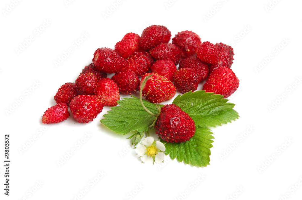 Wild strawberry plant with green leaves and flower Wild strawberry plant with green leaves and flower