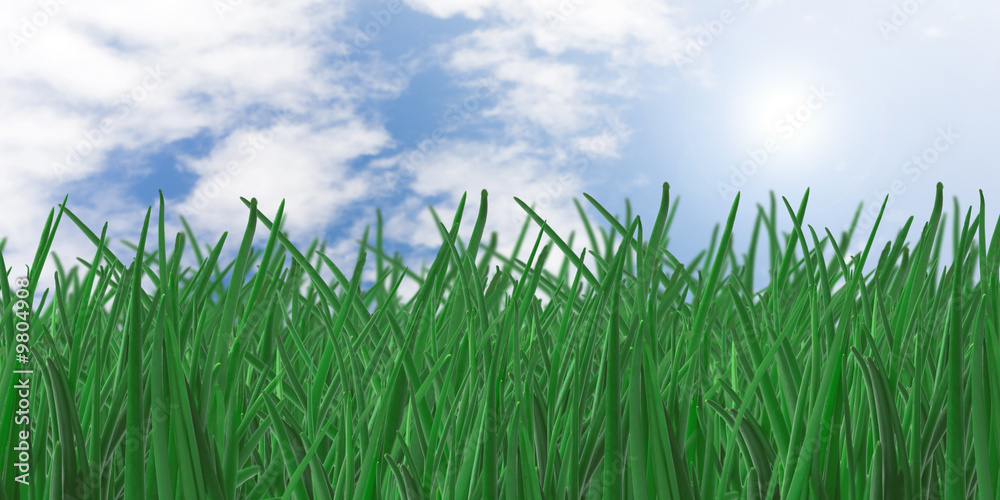 Obraz premium grass and blue sky as a background