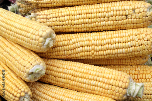 The group of yelloy indian corn as background