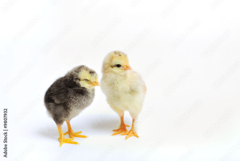 Close up of two newborn chickens on white background Close up of two newborn chickens on white background