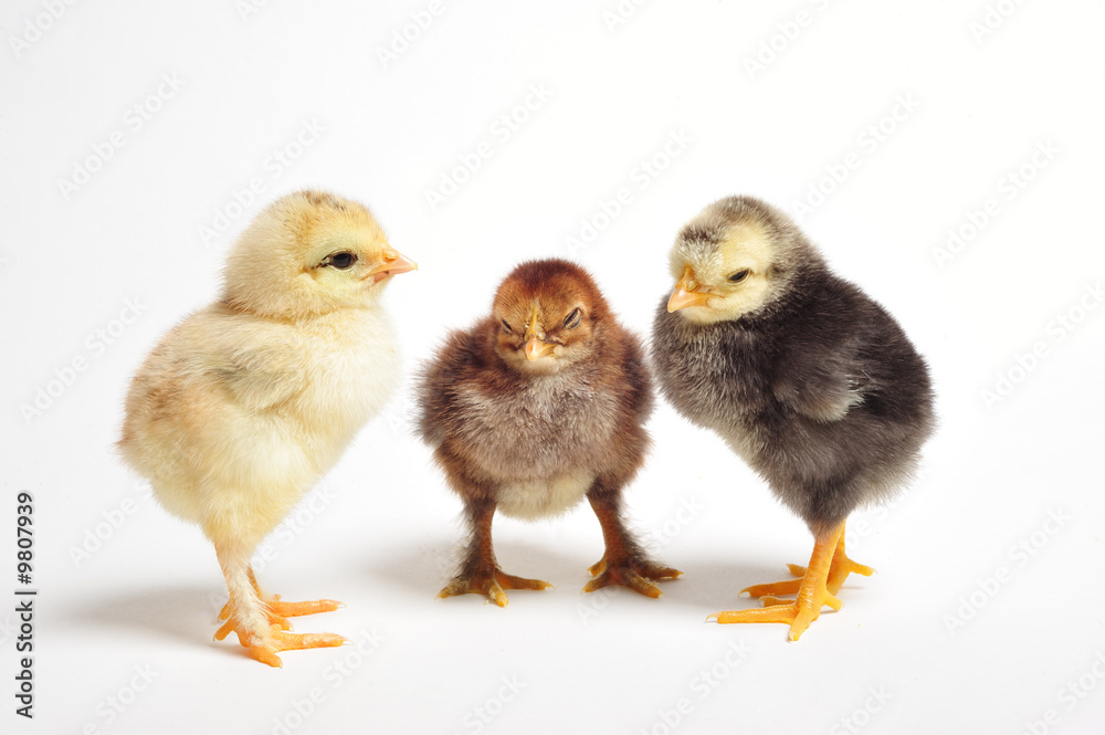 Close up of three newborn chickens at meeting