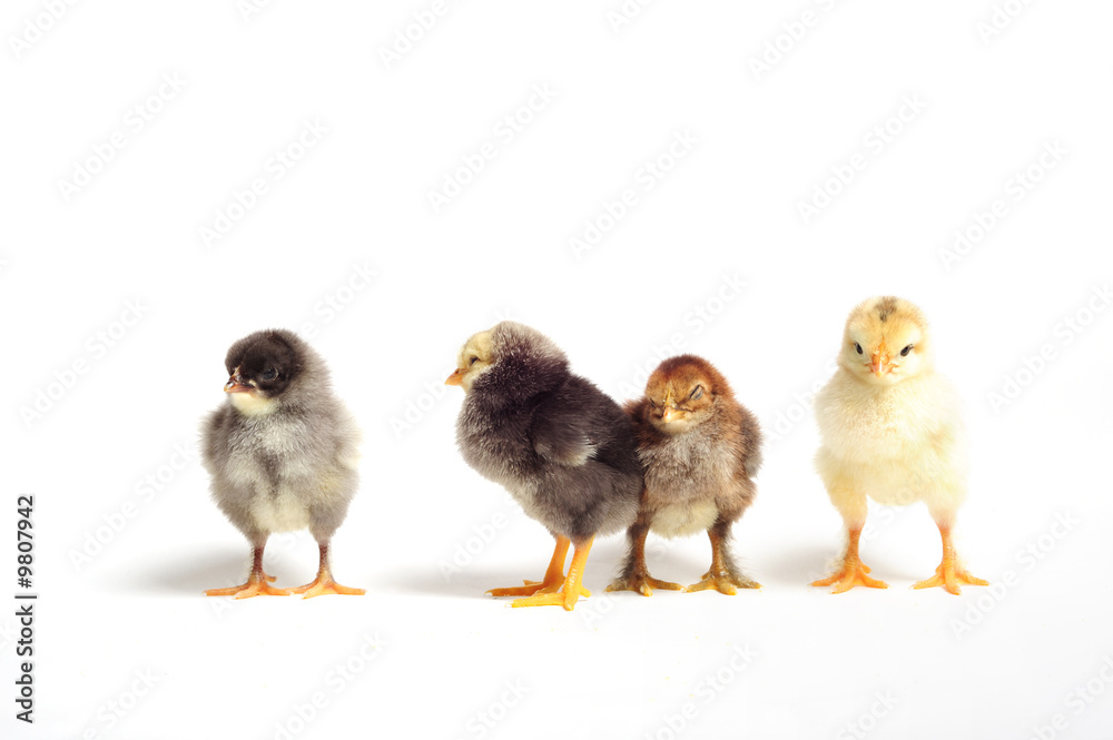 Close up of four chicks on white background
