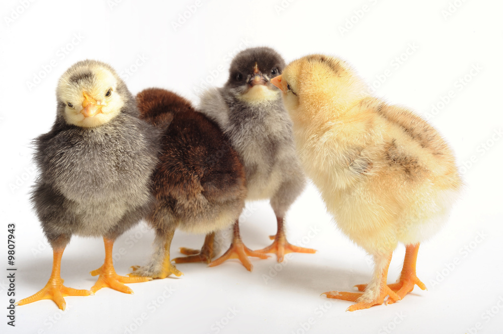 Four chicks in meeteng - white background, close up Four chicks in meeteng - white background, close up