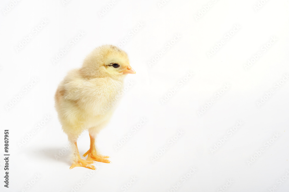 Close up of newborn chick standing on white background