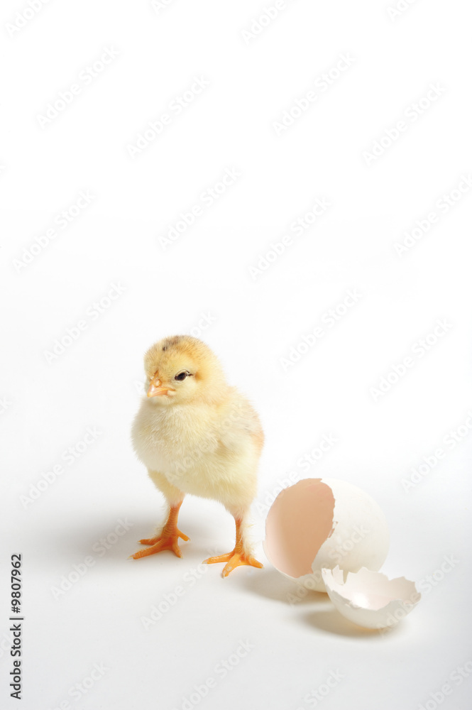 Golden chick standing near his cracked egg