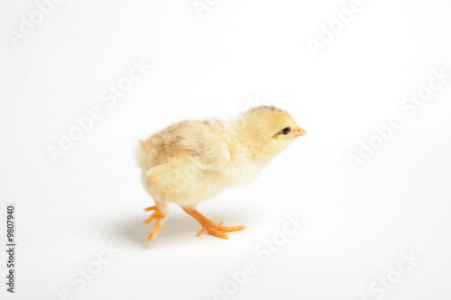 Close up of a newborn chick running away
