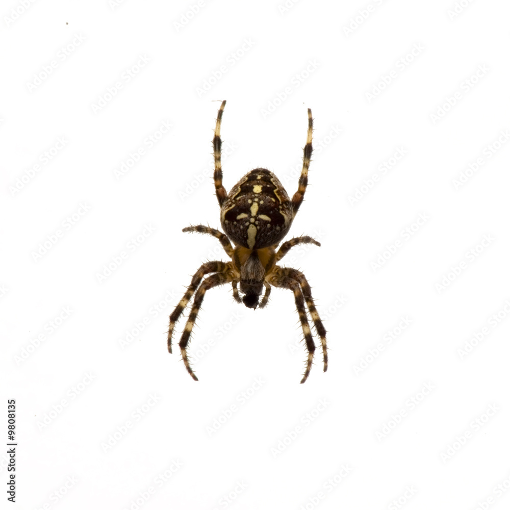 Gartenkreuzspinne (Araneus diadematus) Gartenkreuzspinne (Araneus diadematus)